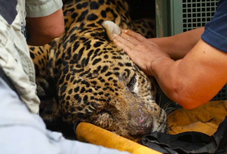 Onça capturada após ataque a caseiro apresenta alterações no fígado e nos rins, apontam exames