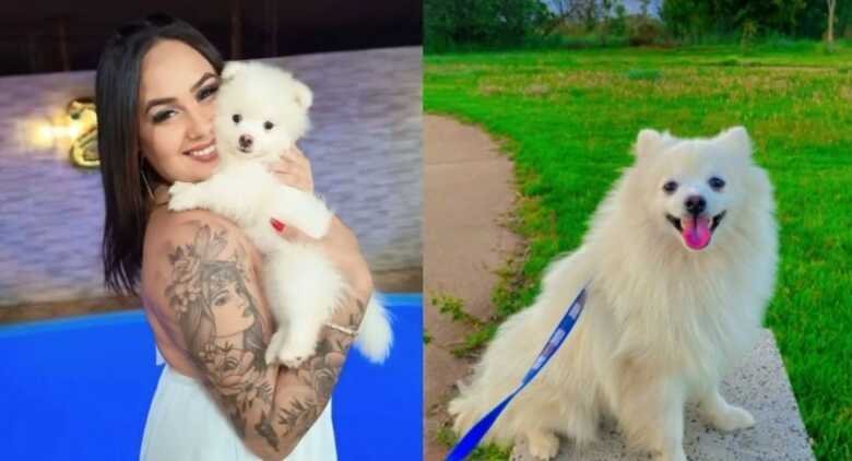 Homem não aceita término e mata cachorro da ex a facadas