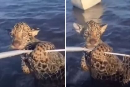 Perdido da mãe, filhote de onça é resgatado de rio por pescador no Pantanal (vídeo)