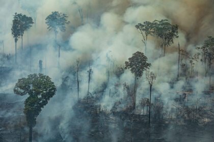 Combate à desinformação na agenda climática e o papel do Senado na COP 30