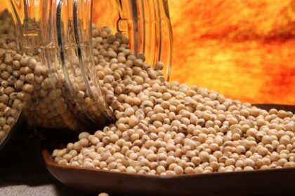 Como começou a semana no mercado de soja? Saiba as cotações e variações de preços