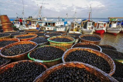 Açaí é reconhecido em lei como fruta nacional