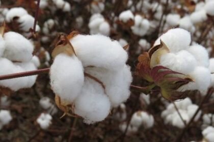 Prazo para cadastro do plantio de algodão na região III do Estado encerra na sexta-feira