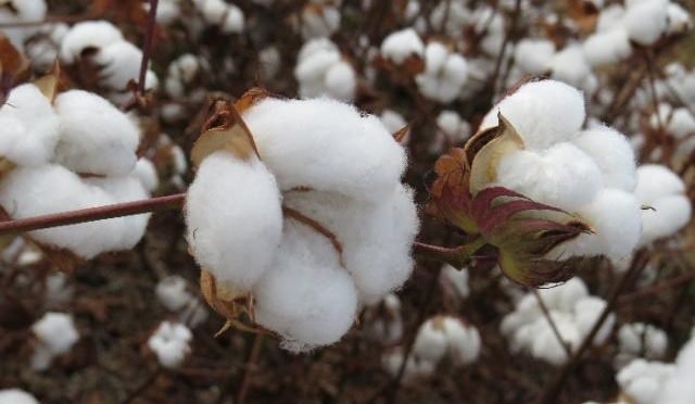 Prazo para cadastro do plantio de algodão na região III do Estado encerra na sexta-feira