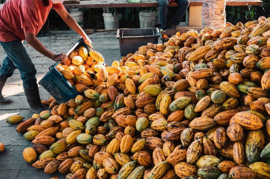 Projeto do Senado que cria incentivos ao setor do cacau é transformado em lei