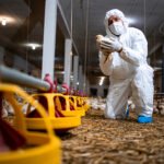 Publicada lei resultante da MP que destina R$ 83,5 mi para sanidade agropecuária